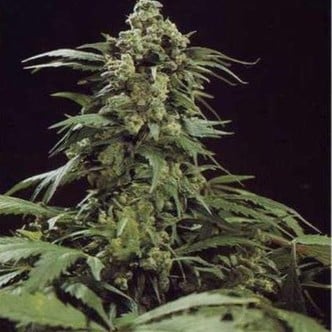 G13 x Skunk (Mr. Nice) standard