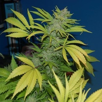 G13 x Skunk (Mr. Nice) standard