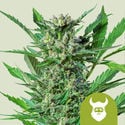 Royal Dwarf Automatic (Royal Queen Seeds) féminisée
