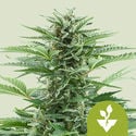 Easy Bud Automatic (Royal Queen Seeds) féminisée