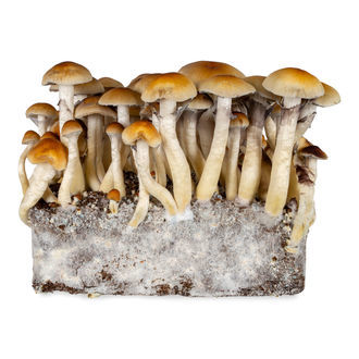 Seringue de culture liquide Thai (Acid Shroomz)