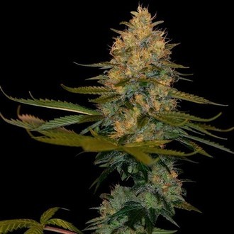 Exodus Kush (DNA Genetics) féminisée
