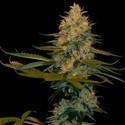 Exodus Kush (DNA Genetics) féminisée