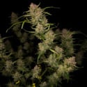 Guava Auto (Fast Buds) féminisée