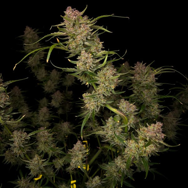 Guava Auto (Fast Buds) féminisée