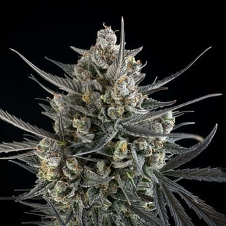 Pound Cake Auto (FastBuds) féminisée