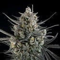 Pound Cake Auto (FastBuds) féminisée