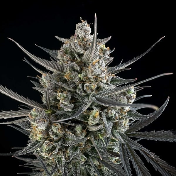 Pound Cake Auto (FastBuds) féminisée