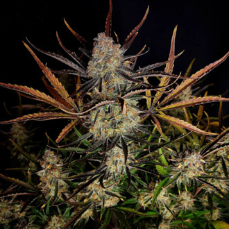 Apple Strudel Auto (FastBuds) féminisée