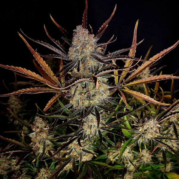Apple Strudel Auto (FastBuds) féminisée