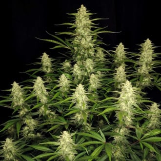 Papaya Cookies Auto (FastBuds) féminisée