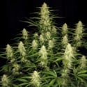 Papaya Cookies Auto (FastBuds) féminisée