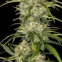Sour Jealousy Auto (FastBuds) féminisée