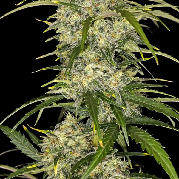 Sour Jealousy Auto (FastBuds) féminisée