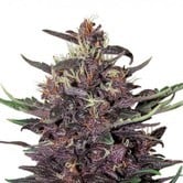 Buddha Purple Kush (Buddha Seeds) féminisée