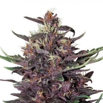 Purple Kush Auto (Buddha Seeds) féminisée