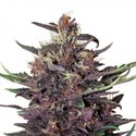 Purple Kush Auto (Buddha Seeds) féminisée