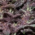 Purple Kush Auto (Buddha Seeds) féminisée