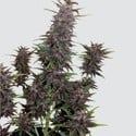 Purple Kush Auto (Buddha Seeds) féminisée