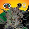 L.A. Cheese (Big Buddha Seeds) féminisée