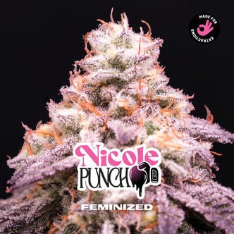 Nicole Punch (Zamnesia Seeds) Féminisée