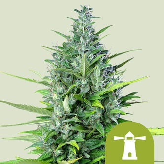 Royal Haze Automatic (Royal Queen Seeds) féminisée