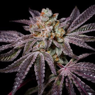Insanity OG (Pure Instinto) féminisée
