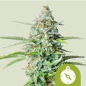 Northern Light Automatic (Royal Queen Seeds) féminisée