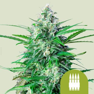 Royal AK Automatic (Royal Queen Seeds) féminisée