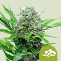 Royal Bluematic (Royal Queen Seeds) féminisée