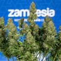 Ghost Train Haze Automatic (Zamnesia Seeds) féminisée