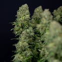 Ghost Train Haze Automatic (Zamnesia Seeds) féminisée