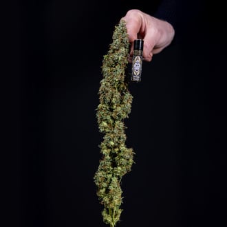 Ghost Train Haze Auto (Zamnesia Seeds) féminisée