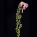 Ghost Train Haze Automatic (Zamnesia Seeds) féminisée