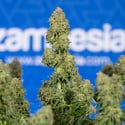 Ghost Train Haze Automatic (Zamnesia Seeds) féminisée