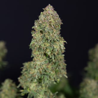 Ghost Train Haze Auto (Zamnesia Seeds) féminisée