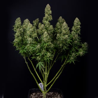 Ghost Train Haze Auto (Zamnesia Seeds) féminisée