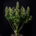 Ghost Train Haze Automatic (Zamnesia Seeds) féminisée