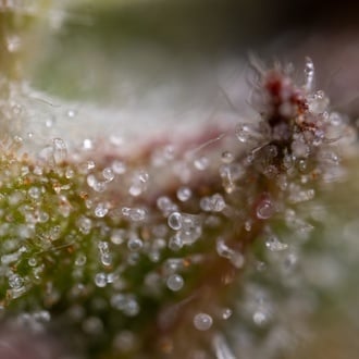 Ghost Train Haze Auto (Zamnesia Seeds) féminisée