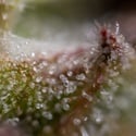 Ghost Train Haze Automatic (Zamnesia Seeds) féminisée