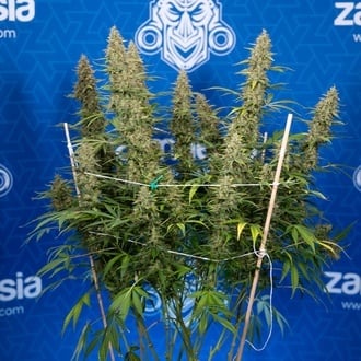 Ghost Train Haze Auto (Zamnesia Seeds) féminisée