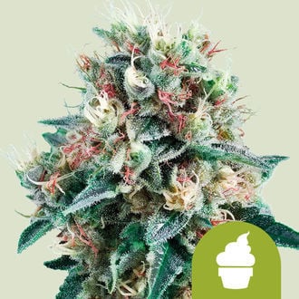 Royal Creamatic (Royal Queen Seeds) féminisée