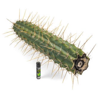 Torche Péruvienne XL (Echinopsis peruviana)