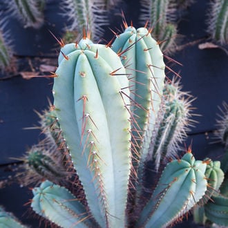 Torche Bolivienne XL (Echinopsis bridgesii)