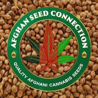 Herat (Afghan Seed Connection) régulière