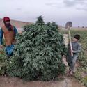 Logar (Afghan Seed Connection) régulière