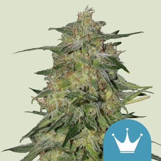 Royal Highness (Royal Queen Seeds) féminisée