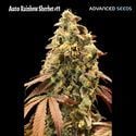 Auto Rainbow Sherbet 11 (Advanced Seeds) Féminisée
