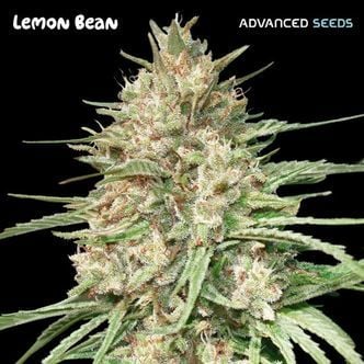 Lemon Bean (Advanced Seeds) féminisée