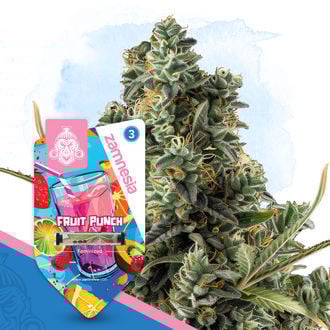 Pack Club Tropicana - Variétés féminisées